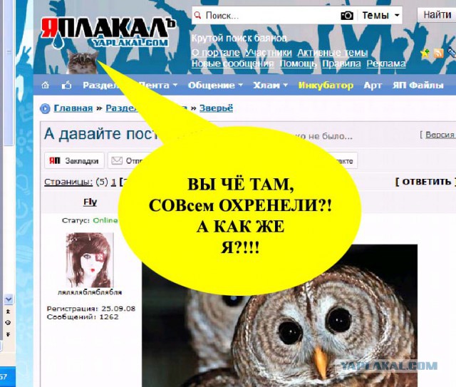 А давайте постить сов?!