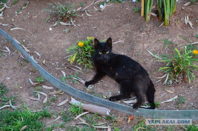 Котовторник 15-09-2015 !