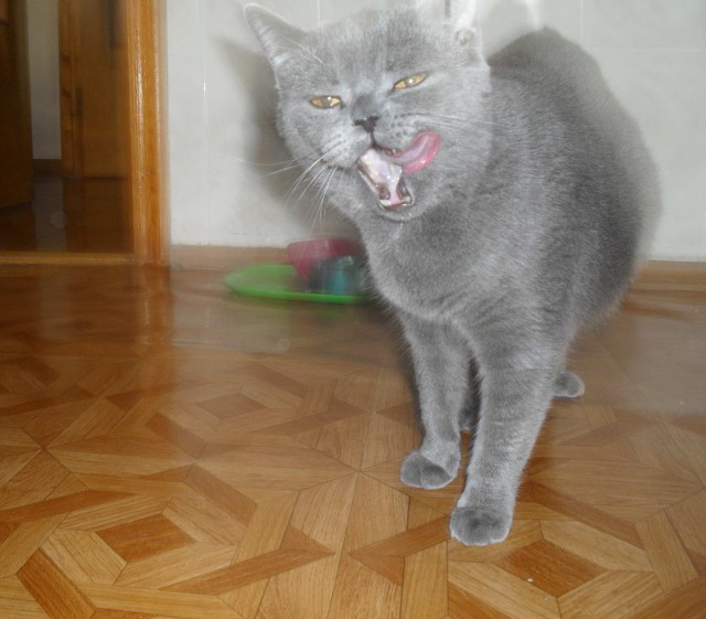 Котики