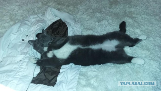 Котовторник 24.11.2015