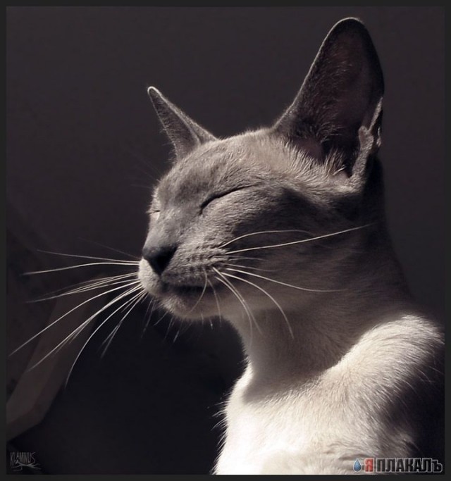 Коты, кошки, котята