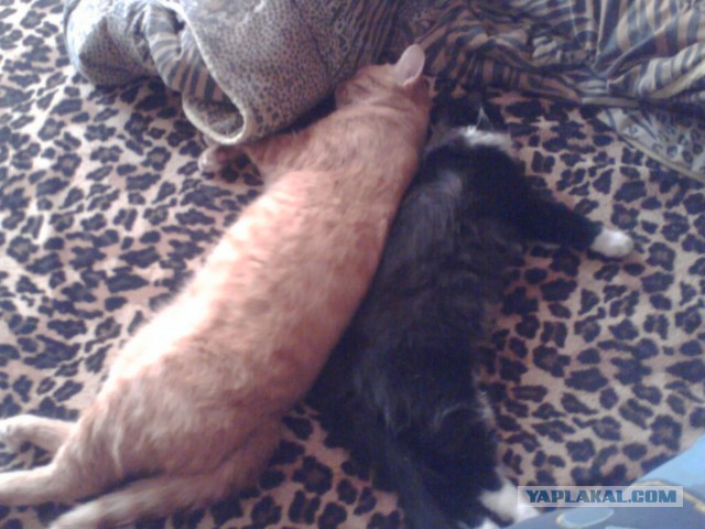 Котовторник 17.05.2016