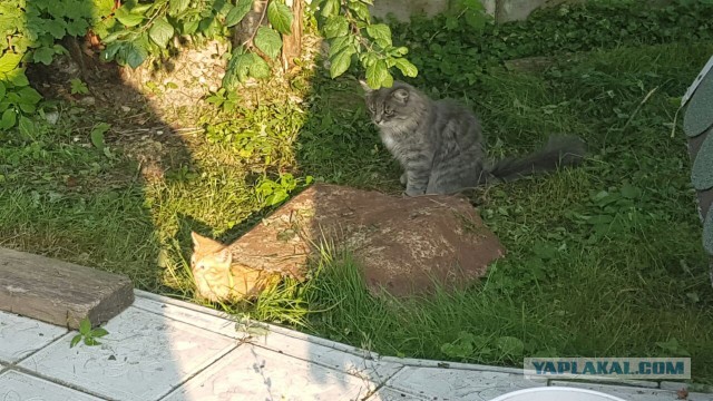 Котовторник 26.07 2016