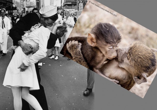 Фото из конкурса на самую смешную фотографию дикой природы