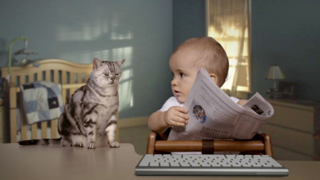 Коты из сети