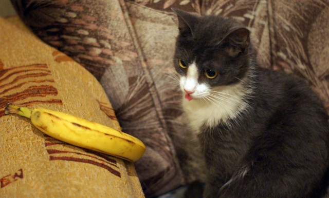 Котовторник