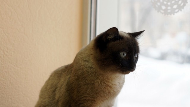 Котовторник 9.01.2018