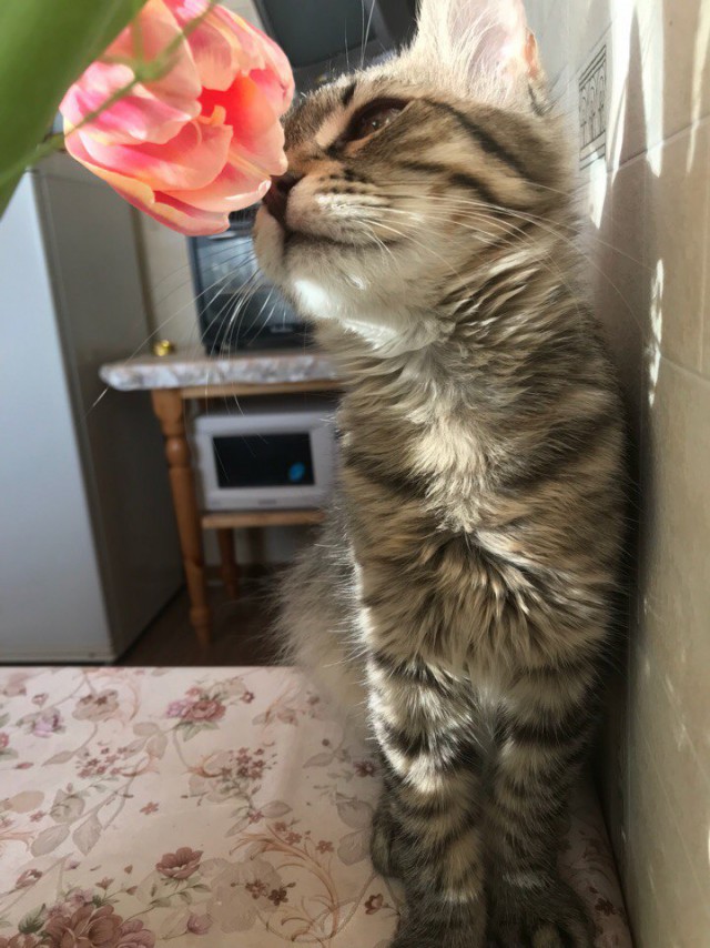 Кот без прикрас