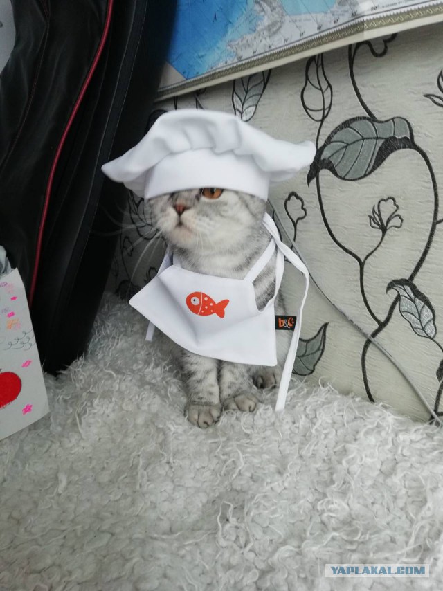 Котовторник 05.06.2018