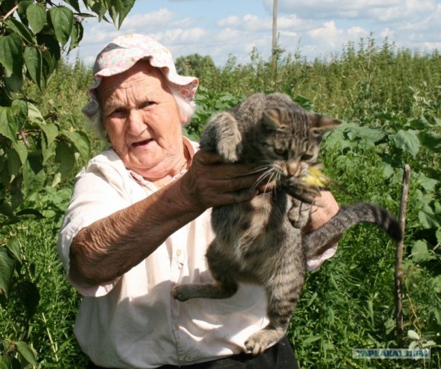 Котовторник  на  ЯПлакалъ