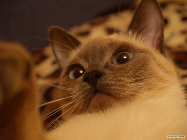 Котовторник на ЯПе (21.04.2009)