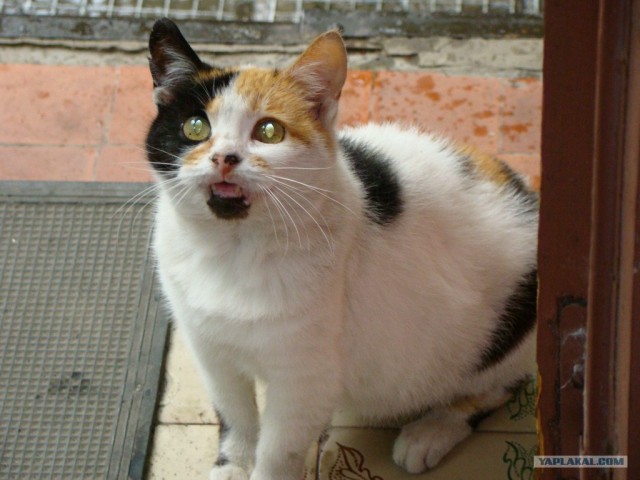 Котопятница