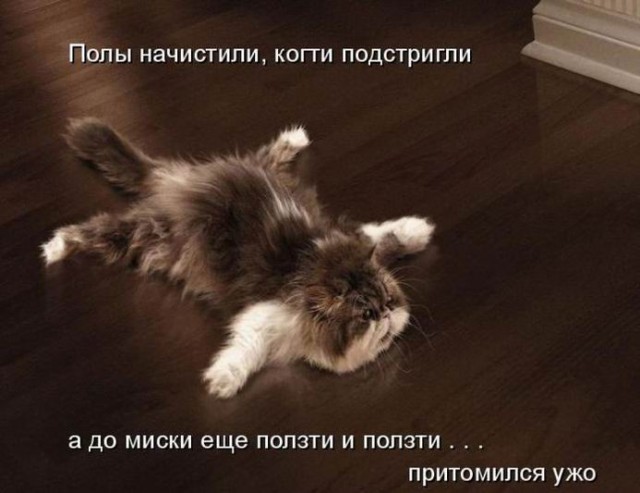 Котовторник 15.02.2011