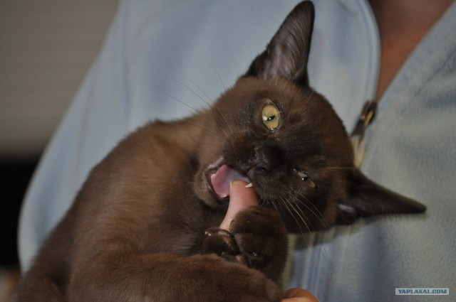 Котовторник (24. 01. 2012 )