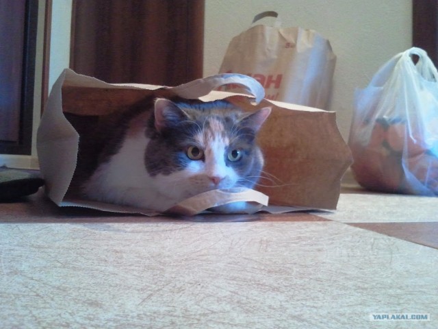 Котовторник 10.04.2012