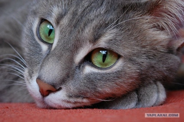 Котовторник   5.06.2012