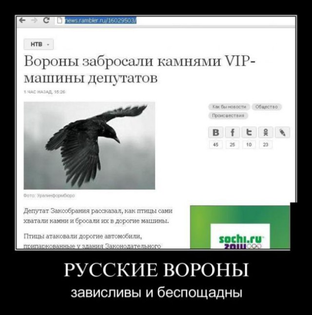 Если вы еще не видели, как выглядит ухо ворона