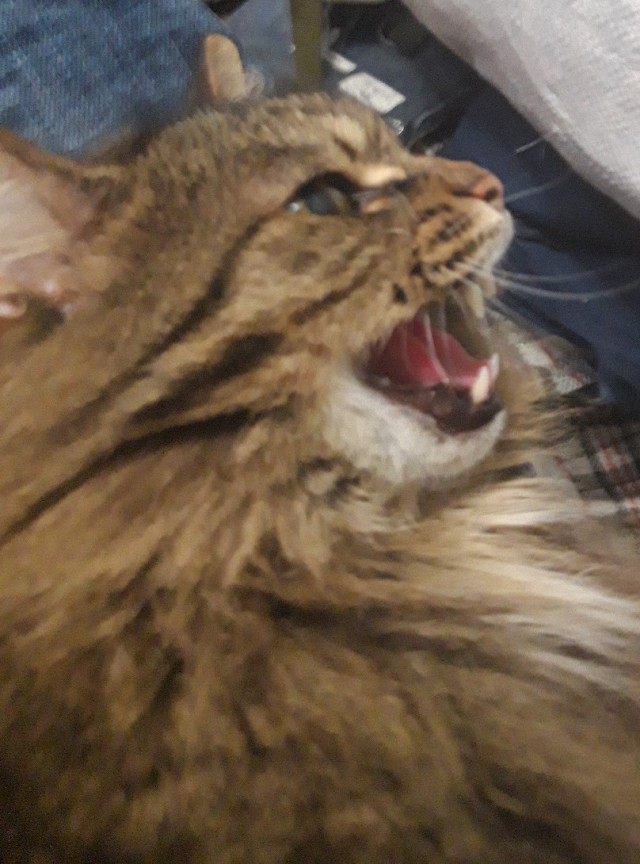 ̶К̶о̶р̶о̶н̶  Котовторник!