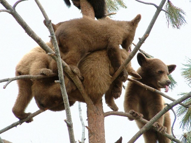 Посчитайте мишек