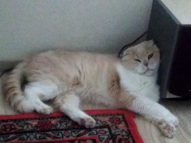 Котовторнику быть!