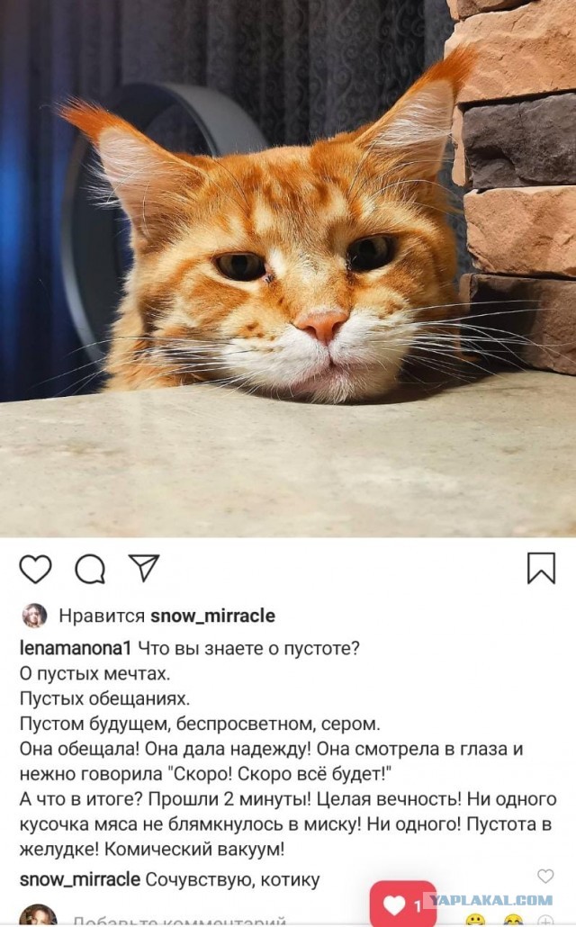 Вторник. Кото-вторник...