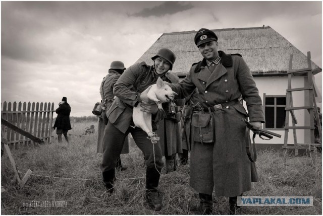 В Ярославской области идет уничтожение поголовья свиней, в частных хозяйствах