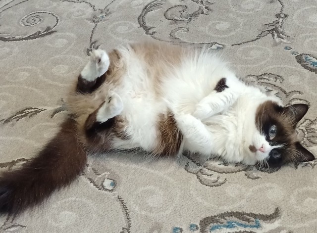 Господа и дамы ЯПа! Котовторник у нас начался! Отойдите от политоты и давайте котиков побольше!