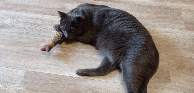 О котах