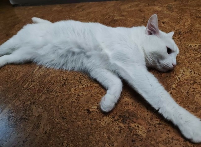 Ну, поехали в котоввторник!