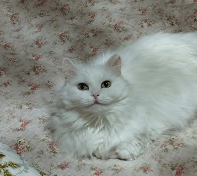 Котовторнику посвящается