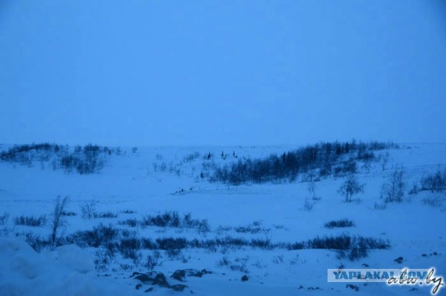 Дорога, которой нет: зимник Вуктыл - Воркута