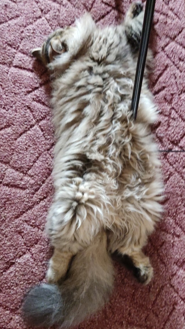 Походу мой кот бухает втихаря