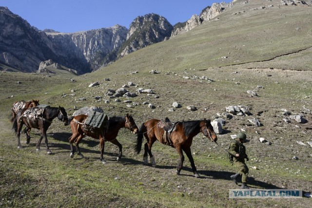 Кавалерия на СВО