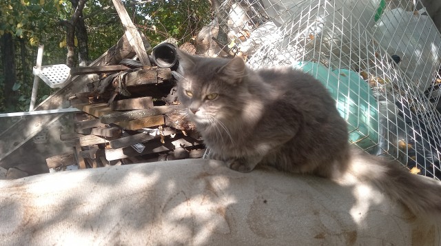 Осенняя кошка