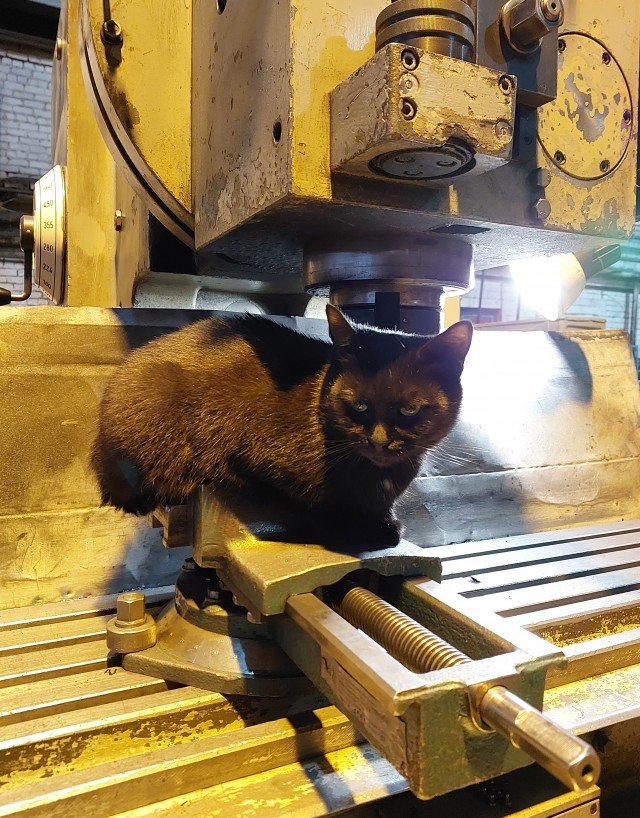Очень производственные коты