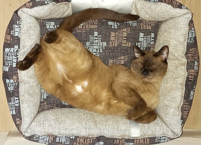 Котовторник 09.04.24