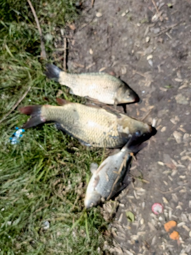 Рыбалка на платном водоёме