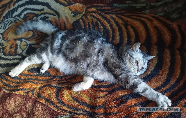 Ушел на радугу наш любимый Ричка.