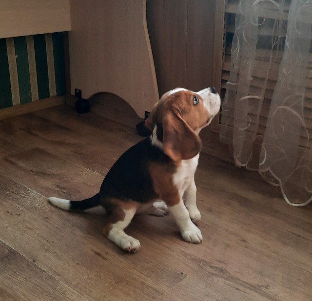 Наш первый день рождения (к собакочетвергу)