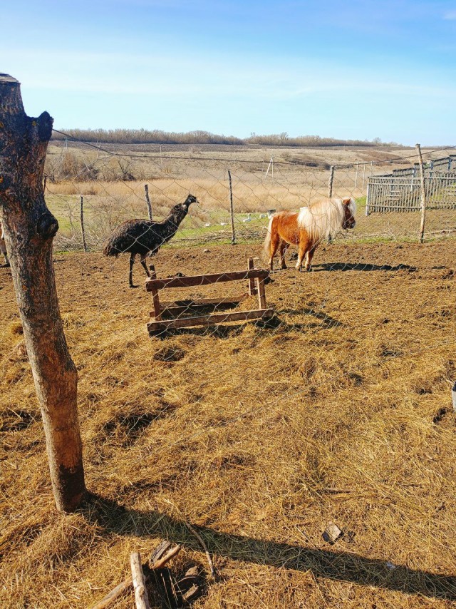 Веселая ферма: Забава. Знакомство
