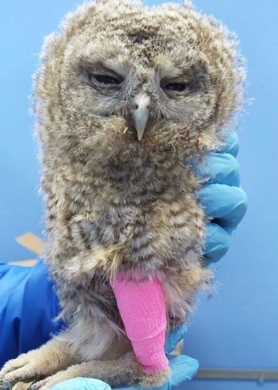 В Подмосковье ветеринары помогли птенцу совы неясыти занесённой восстановиться после травмы