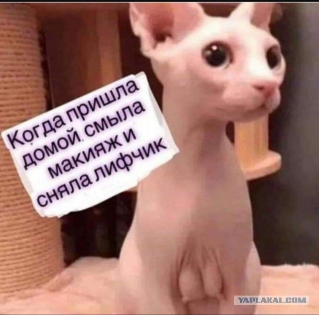 Юмор для тех, кто уже повзрослел и понял, что возраст — это просто дорогое хобби