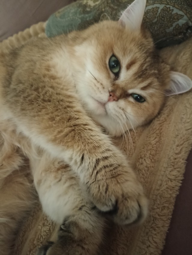 Ну про нового друга.