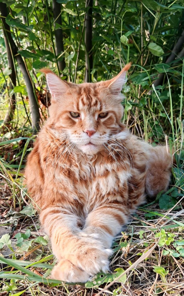 Котовторник