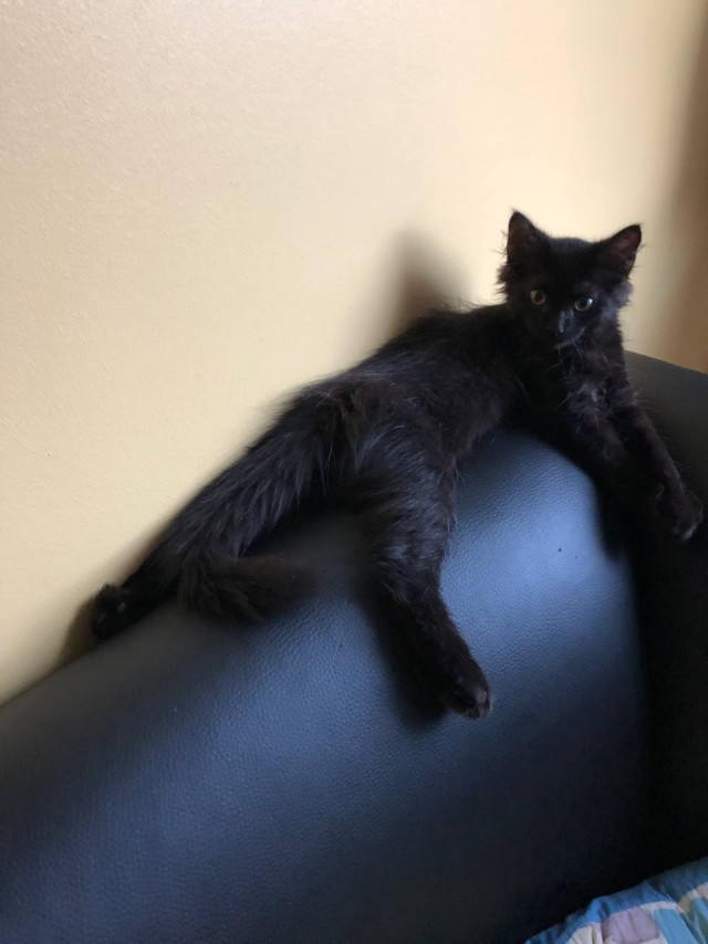 Котик с помойки