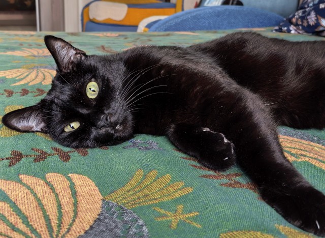 Друзья (котовторник)