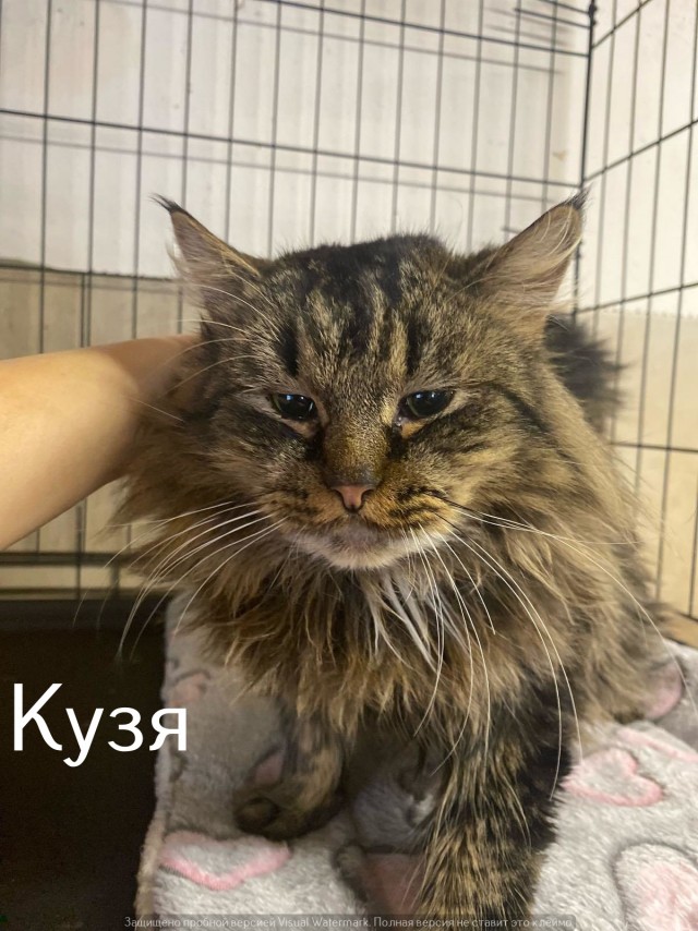 Жизнь домашнего приюта "Котоленд" 535