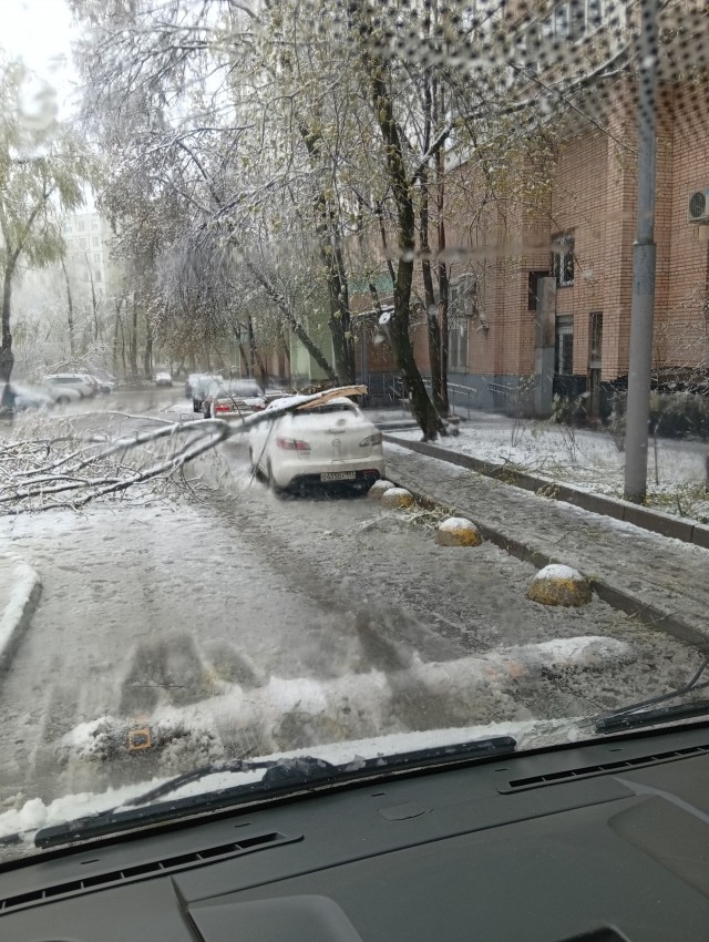 209 поваленных деревьев и десятки метров оборванных проводов в Серпуховском округе после снегопада