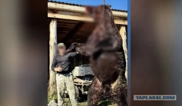 В 11 районах Тувы ввели режим повышенной готовности из-за участившихся выходов медведей к людям