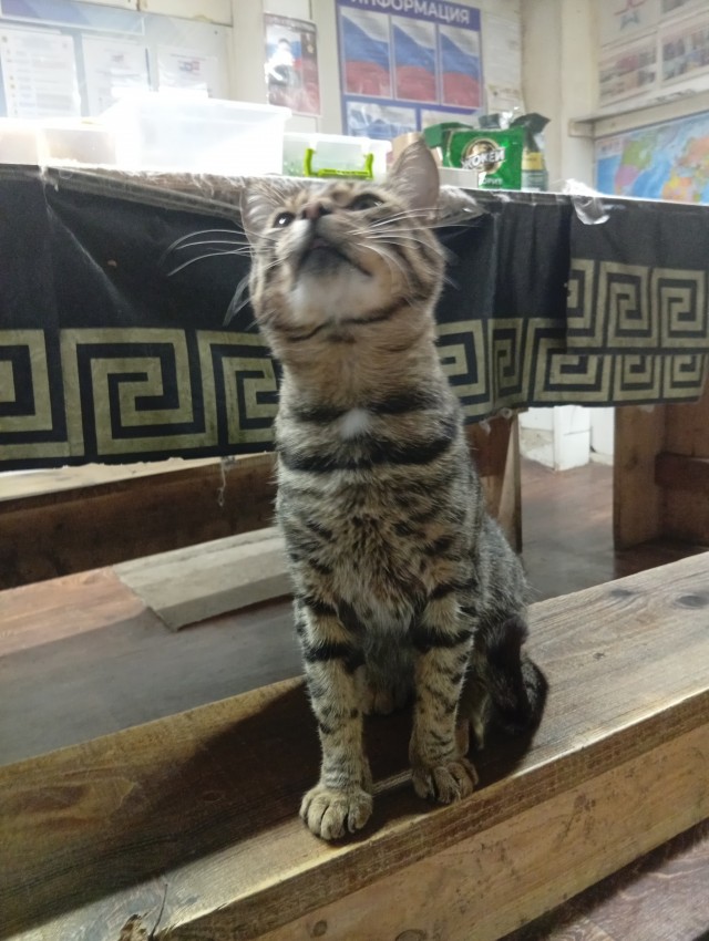 Коты с которыми служу.или которым служу!)